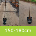 Prunus Serrula Tibetica 150 to 180cm options in 7 or 12 Litre pots